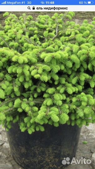 Ель нидиформис