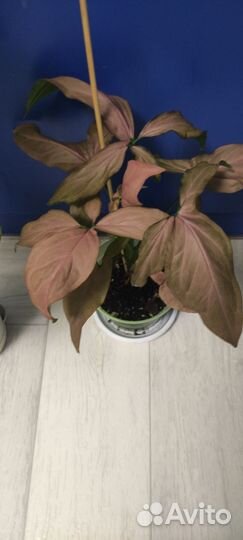 Комнатные растения