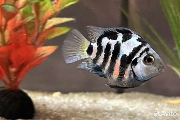 Рыбка сапфировый попугай