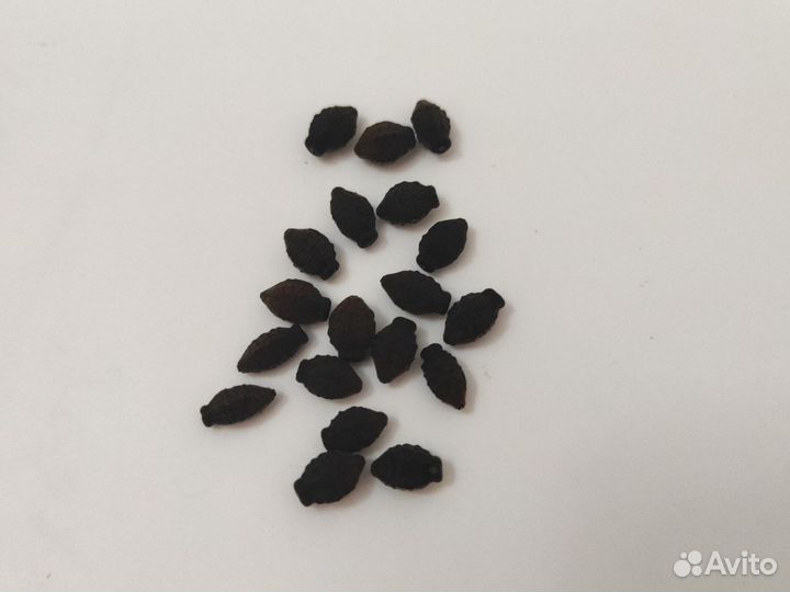 Мирабилис. Семена