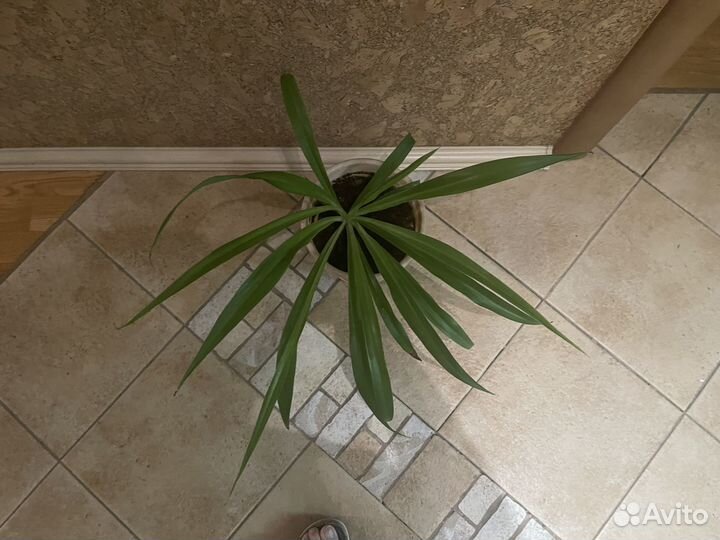 Продам комнатное растение