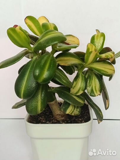 Crassula Return of Beauty