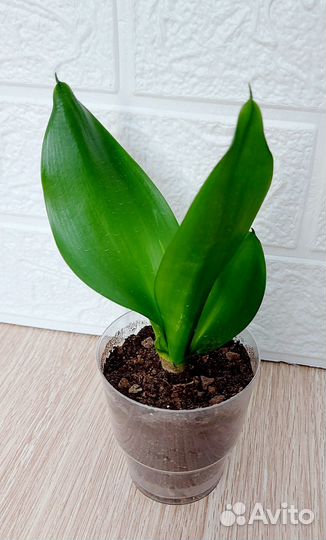 Сансевиерия Sansevieria