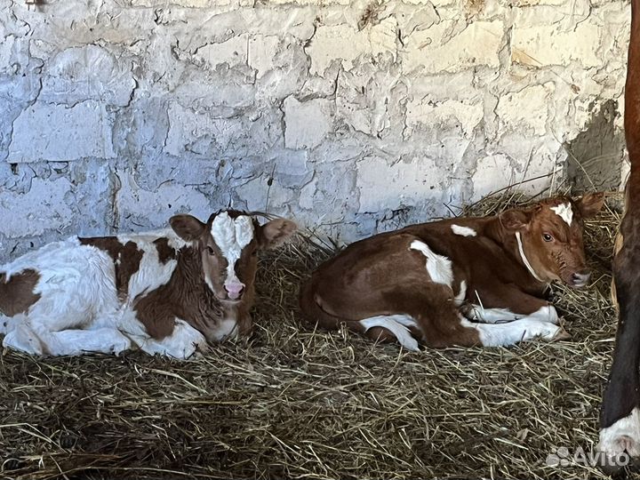 Бычки породистые 7-10 дней