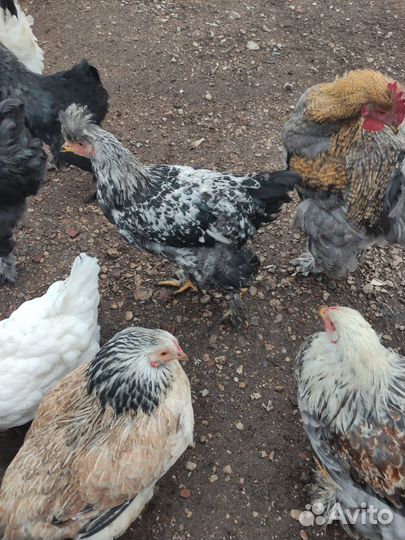 Куры и петухи брама