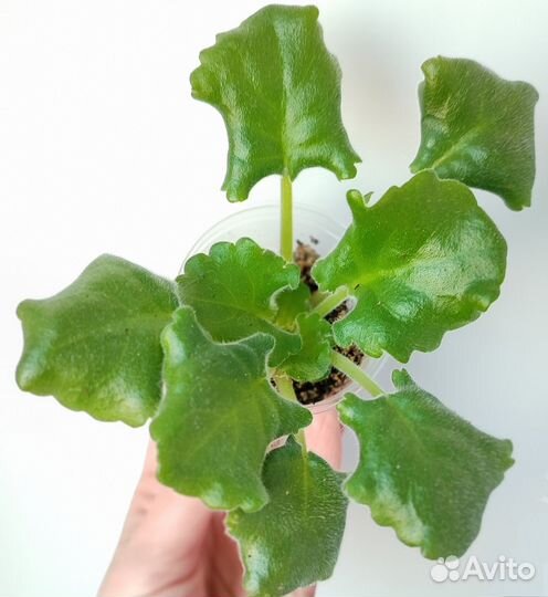 Фиалка Изумрудные розы