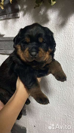 Щенки ротвейлера