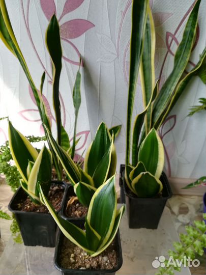 Сансевиерия