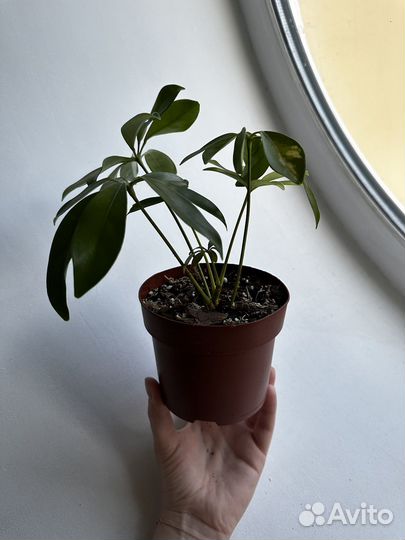 Шефлера вариегатная