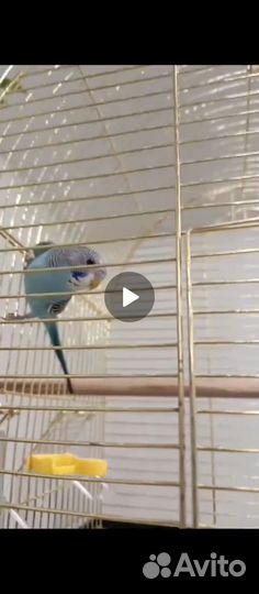 Волнистый попугай самец малыш 40 дней