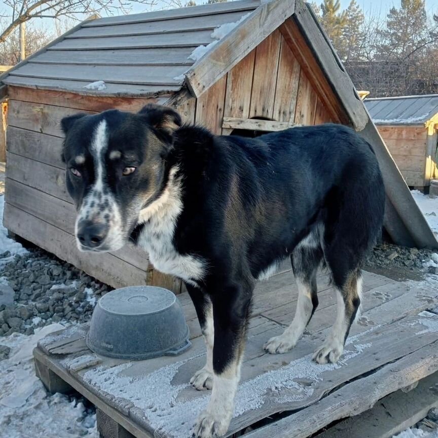 Собака в добрые руки