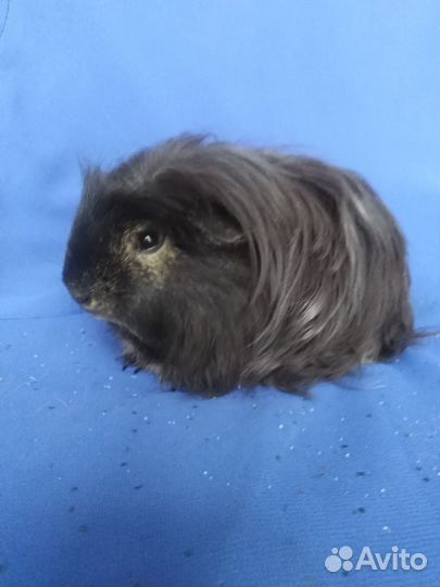 Морские свинки из питомника