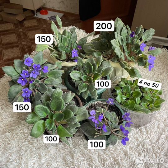 Фиалки, спатифиллум и алоэ. самовывоз