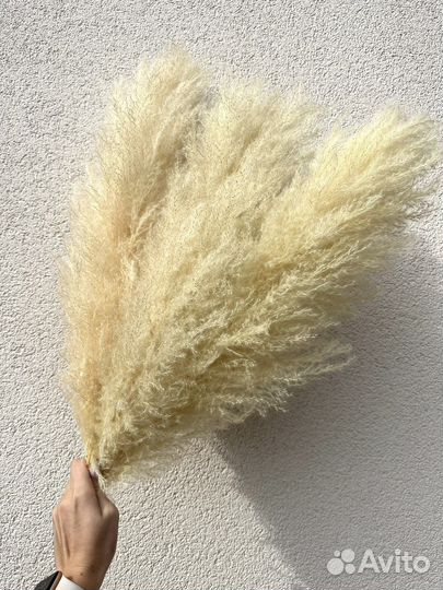 Кортадерия, пампасная трава, сухоцветы