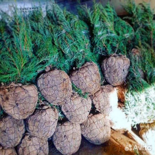 Ткань джут мешковина оптом от производителя