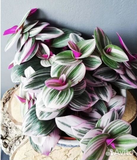 Традесканция нанук