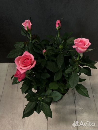 Роза в горшке,комнатные цветы