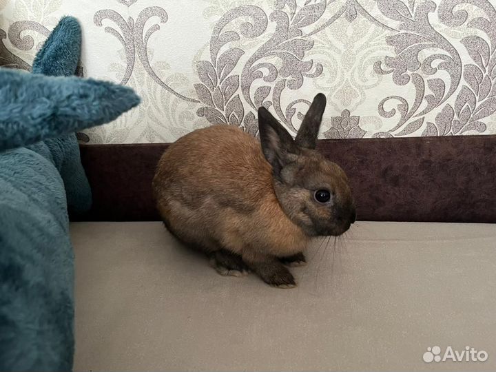 Продам декоративного кролика(самец)