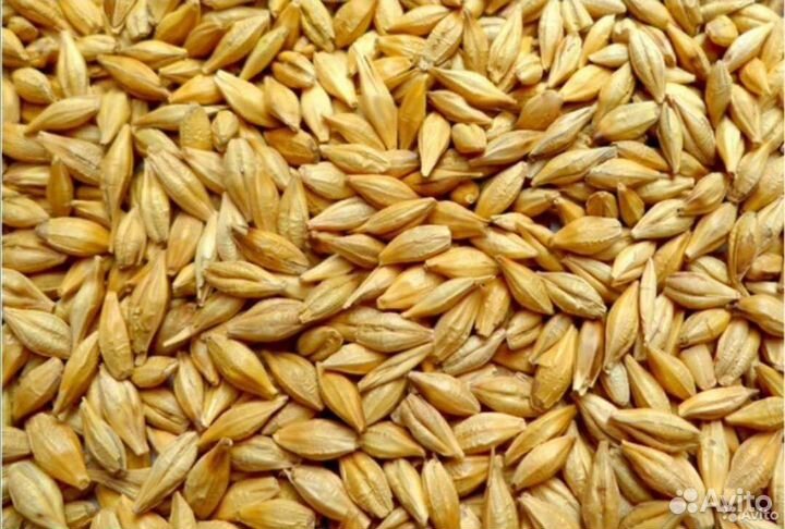 Продам ячмень
