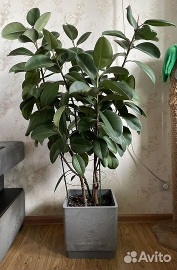 Фикус Робуста