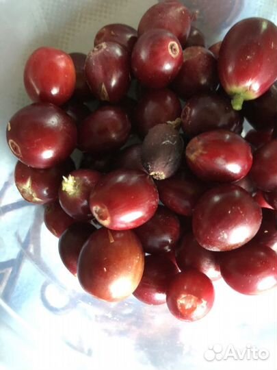 Растения кофе