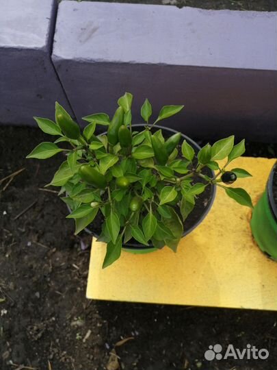 Перец жгучий, комнатный