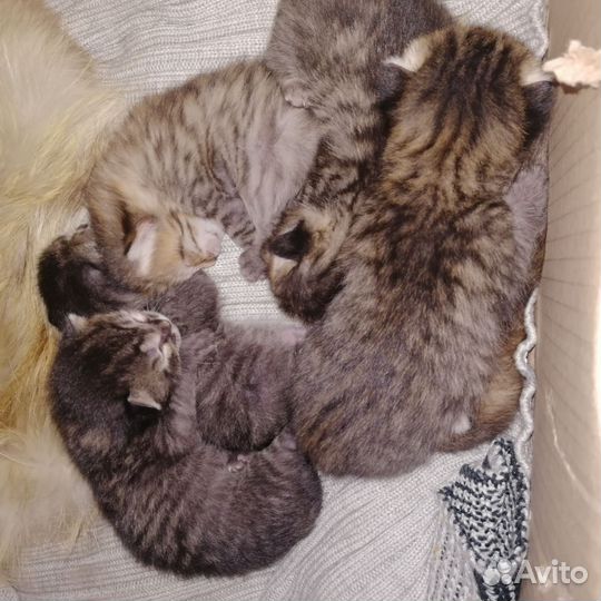 Отдам котят в добрые руки