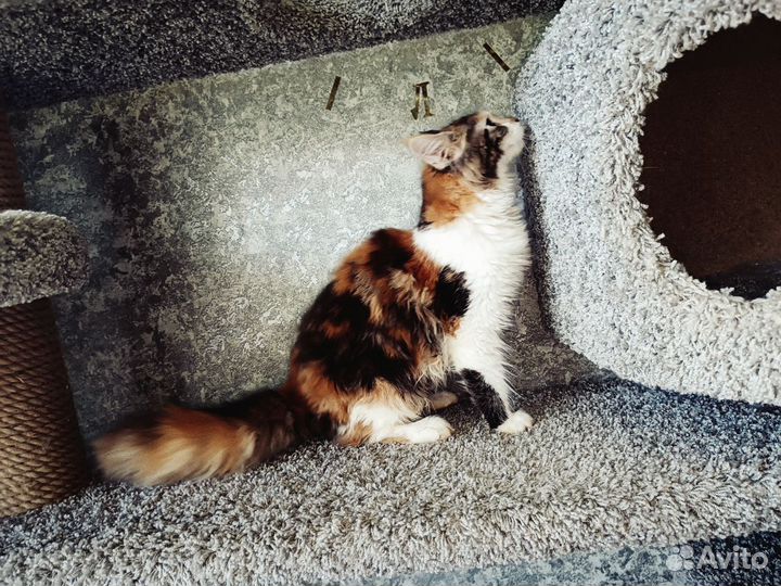 Мейн-кун котенок