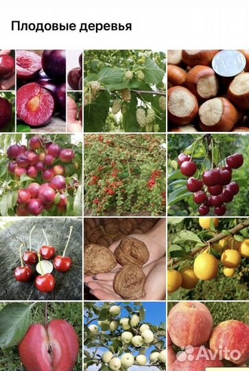 Канадские зимостойкие сорта черешни