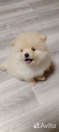 Шпицы детки