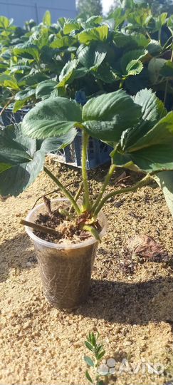 Рассада клубники хоней