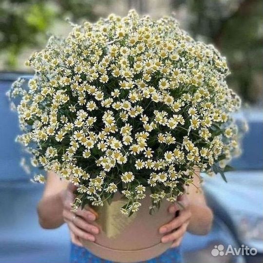 Букет ромашек доставка