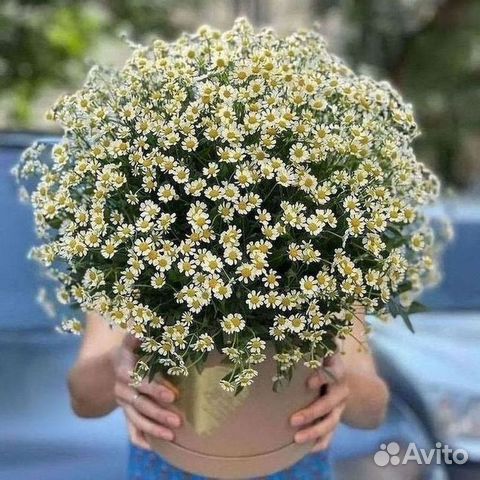 Букет ромашек доставка