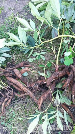 Бордовые и розовые пионы, белая ароматная лилия