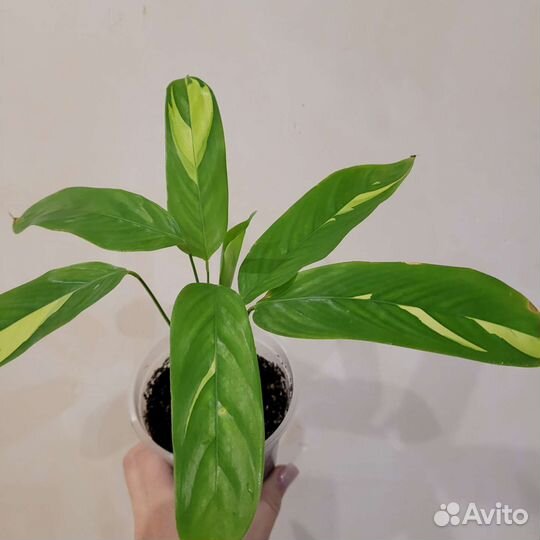 Калатея Лубберса