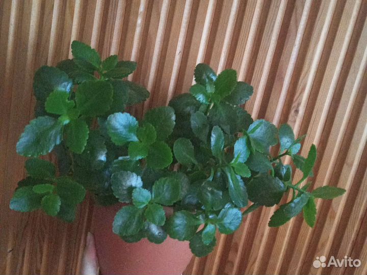 Каланхоэ алый