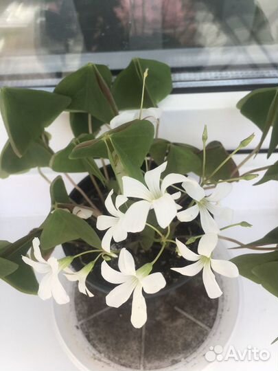 Комнатный цветок Оксалис (Кислица, «Доброе утро»)