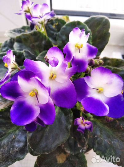 Сортовые фиалки