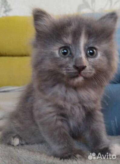 Кошечка в добрые руки