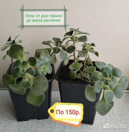 Домашние цветы