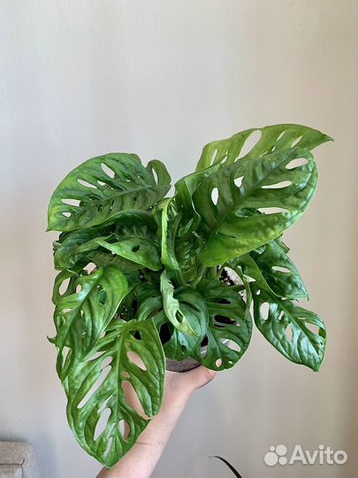 Монстера манки маск