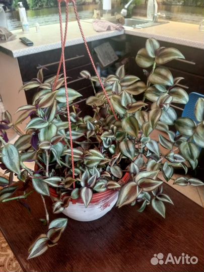 Традесканция