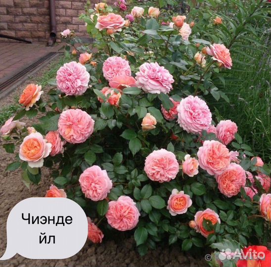 Саженцы роз