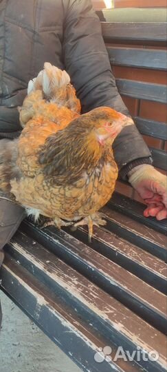 Яйцо инкубационное. Микс