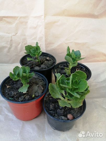 Каланхоэ цветущий, белый