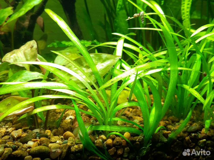 Криптокорина