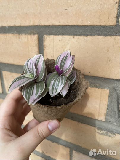 Традесканция пинк хилл