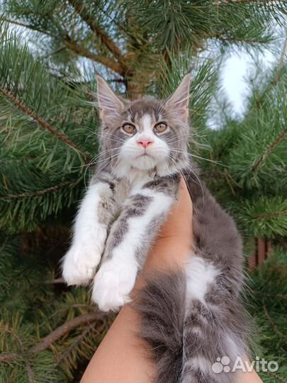 Котята мейн-кун
