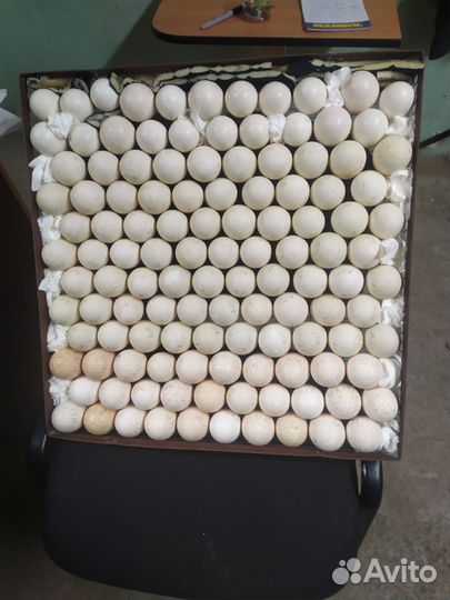 Инкубатор для яиц автоматический