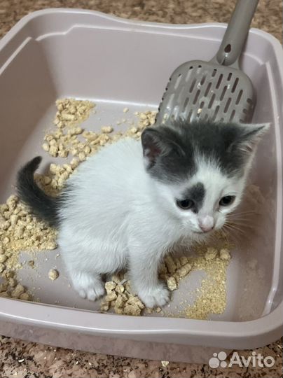 Котенок мальчик 1 месяц